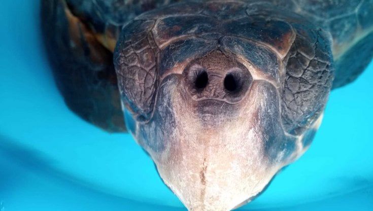 Eleonora e Diego Armando, le caretta caretta salvate da due pescatori nel golfo di Salerno