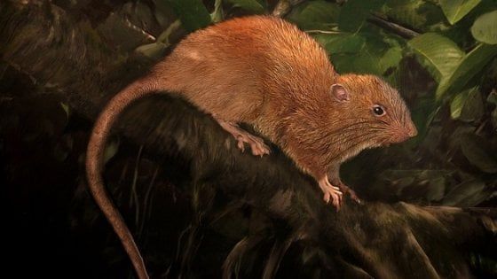 Scoperta una nuova specie di ratto gigante nelle Isole Salomone