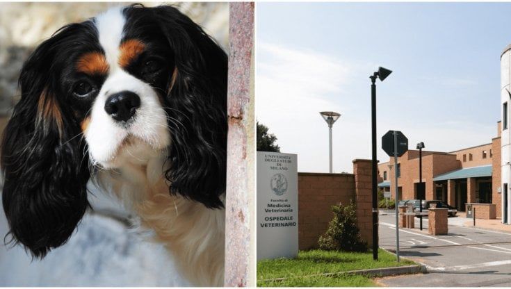 Università Statale di Milano, dalla ricerca sul Cavalier King al crowdfunding per i cani con problemi di cuore 