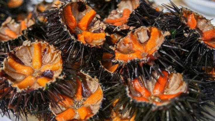 La stagione dei ricci di mare al via nella Puglia arancione: solo asporto per celebrare  'il mese con la R'