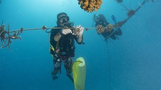 “Bacardí sound of sea project”, ascoltare la musica del mare e salvare la barriera corallina