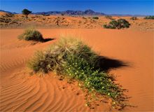 Nel deserto della Namibia
