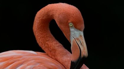Il segreto del fenicottero è il colore rosa, un regalo dell’evoluzione