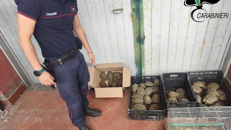 Cento tartarughe nel giardino di una casa: niente certificati, sequestrate
