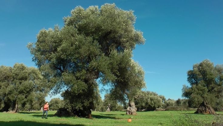 Dagli ulivi ai cieli di Roma, le visioni d'arte di Pontorno