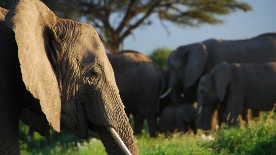 Gli elefanti sanno chi &egrave; il loro nemico. Lo capiscono dalla voce