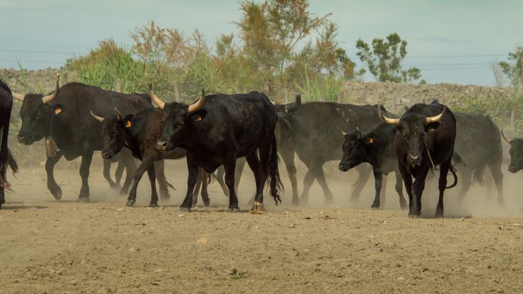 Animalia. Il toro: una lunga avventura che inizia nella preistoria e finisce nell'arena
