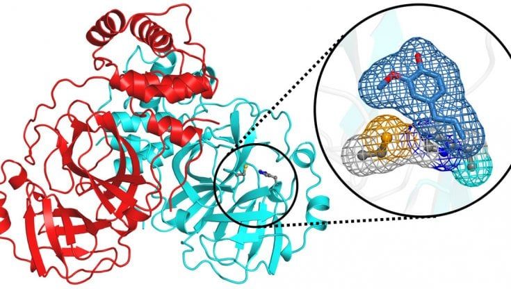 Contro Covid spunta anche una molecola naturale