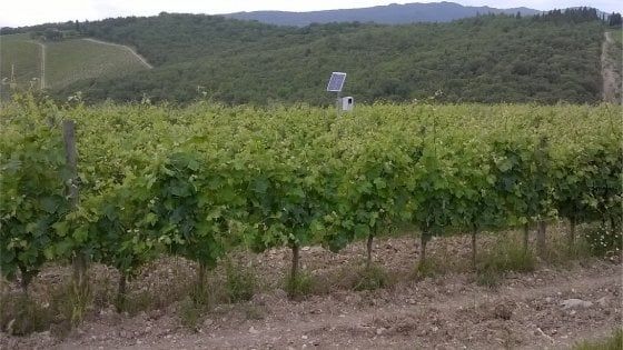 Toscana: ultrasuoni nelle vigne contro i cinghiali: "Il sistema funziona"