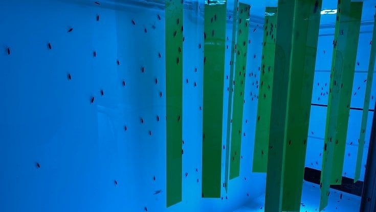 La fabbrica delle mosche: “In Piemonte alleviamo le proteine del futuro”