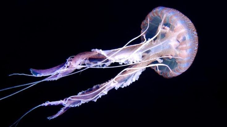 Museo Dohrn, in mostra i segreti degli animali marini “Impariamo dai loro veleni”
