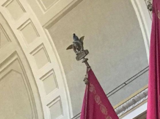 Roma, un piccione entra in Campidoglio. Ironia Pd: "E' fan del M5S?"
