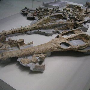 È il Machimosaurus Rex il più grande coccodrillo marino