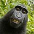 San Francisco, il macaco non ha diritto al copyright: Peta perde la causa