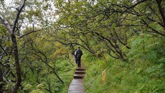Clima, in Islanda le betulle non sono più nane. L'esperto: ''Somiglierà presto alla Scozia''