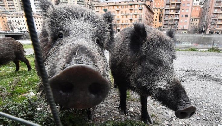 Caccia libera in parchi e città, la Commissione europea diffida il governo Meloni: “Norme Ue tutelano animali”  
