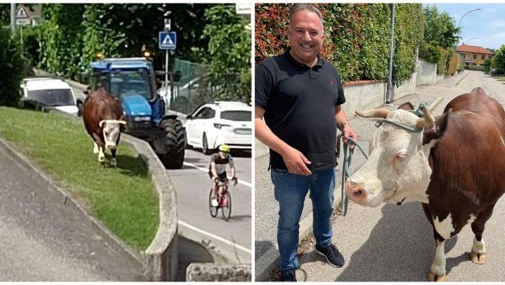Mucca in fuga sulla strada provinciale, tutto il paese si mobilita e il sindaco lascia la riunione: "Scusate devo recuperarla"