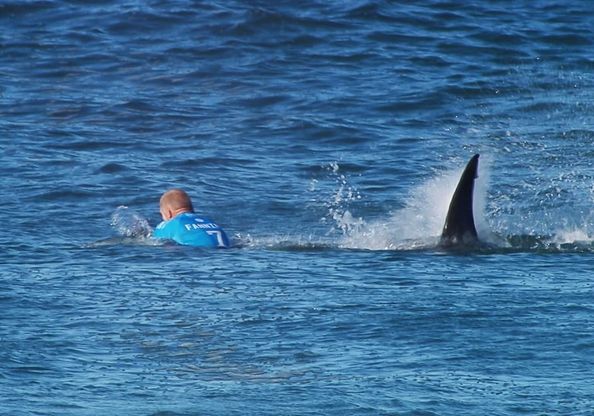 Sudafrica, squalo attacca surfista: la fotosequenza
