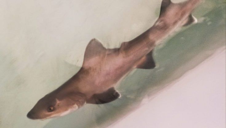 Sardegna, nasce uno squalo nell'acquario: "Probabile partenogenesi"