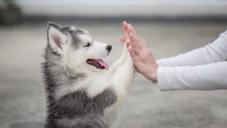 Abbandonò cucciolo di husky, scoperto da vigili e volontari grazie agli annunci sul web