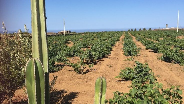 Capperi, pistacchi, Pachino: tutti i tesori di Sicilia da scoprire in vacanza 
