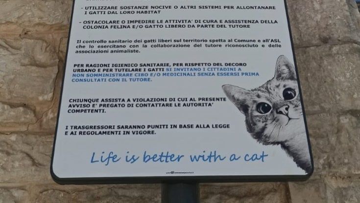 "Qui vivono gatti liberi, rispettateli": il cartello a Ruvo di Puglia segnala le colonie feline 