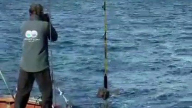Punta Campanella: ecco Stella, la cagnolina che avvista i delfini