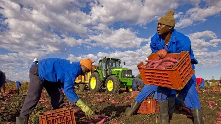 Immigrati lavoratori, la scia di sangue nei campi non si ferma: feriti sette operai agricoli