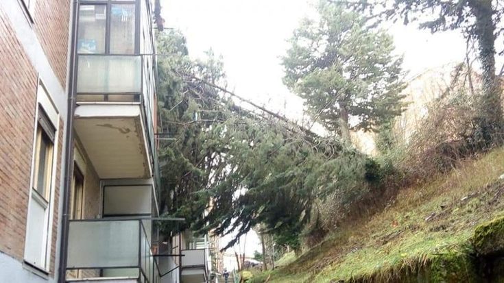 Potenza, tragedia sfiorata: albero cade su una palazzina 