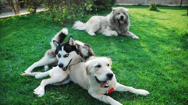 Cani e gatti, a Bologna per l’ultimo saluto ora c’è la sala del commiato. E sarà possibile cremarli