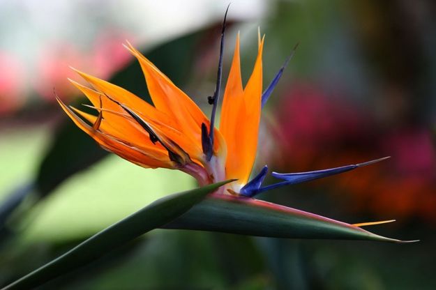 Genova, tutti i fiori di Euroflora
