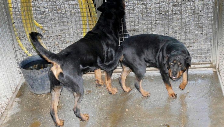 Parma, affidata la gestione veterinaria annuale del canile e gattile