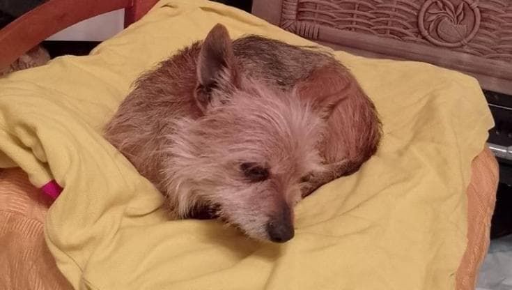 La cagnolina Laika torna a casa dopo 6 anni grazie a post sui social: trovata la notte di Capodanno