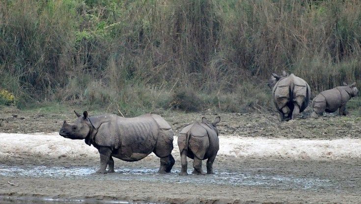 Rinoceronti indiani: salvi dal bracconaggio, ora rischiano per il clima