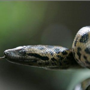 Giallo anaconda a Roccasecca, la sindaca: "attenzione ai corsi d'acqua"