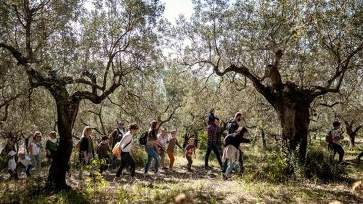 Umbria, ecco la stagione dell’olio. Cinque weekend per scoprire il paesaggio olivicolo. E i frantoi