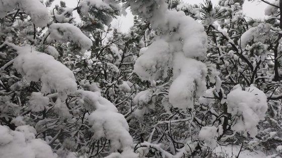 Arriva la neve in Emilia Romagna: è allerta gialla