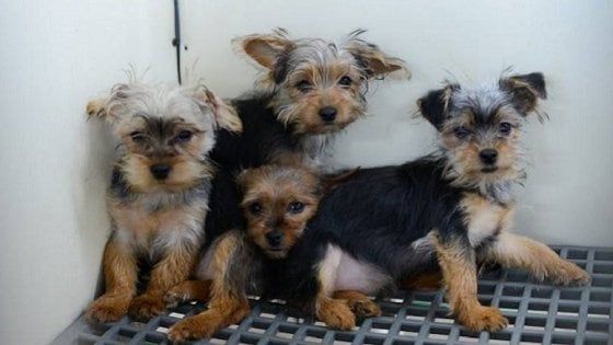 Animali in pericolo, tra maltrattamenti e business sui cuccioli