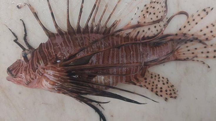 Un pesce scorpione nel mare del Salento: trovato un nuovo esemplare di specie aliena