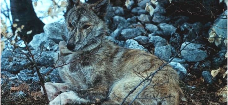 Se il lupo si avvicina troppo al cane