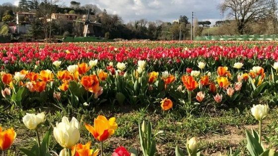 A Roma riapre Tulipark: questa volta sarà al Casilino
