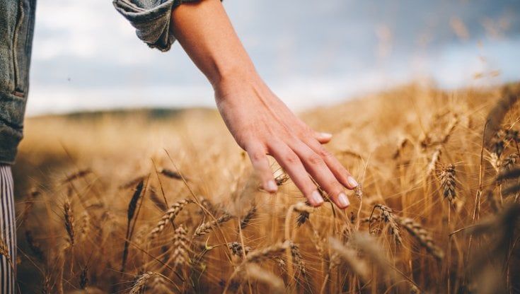 Il prezzo del frumento duro verso i livelli record del 2008