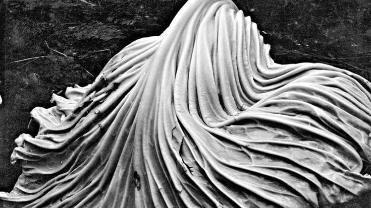 Il talento di Weston l’occhio magico che rifiutò la realtà
