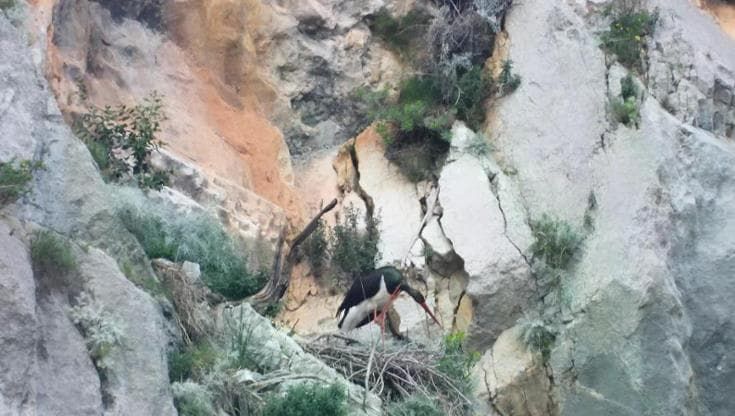 Il nuovo ritorno della cicogna nera in Cilento: scoperta a nidificare per il terzo anno