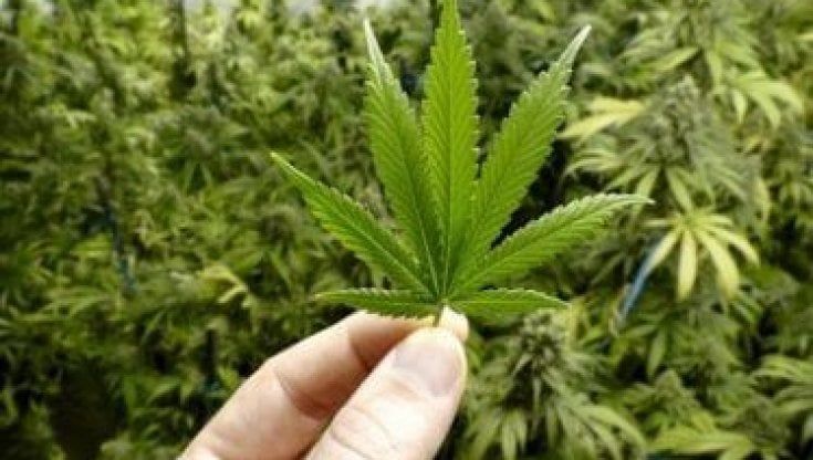 Liberalizzazione cannabis, la disfida tra Camera e Senato. Fico protesta con Casellati