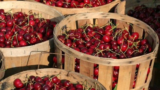 Un mondo in rosso: la ciliegia, 22 varietà per un frutto che sa di bella stagione