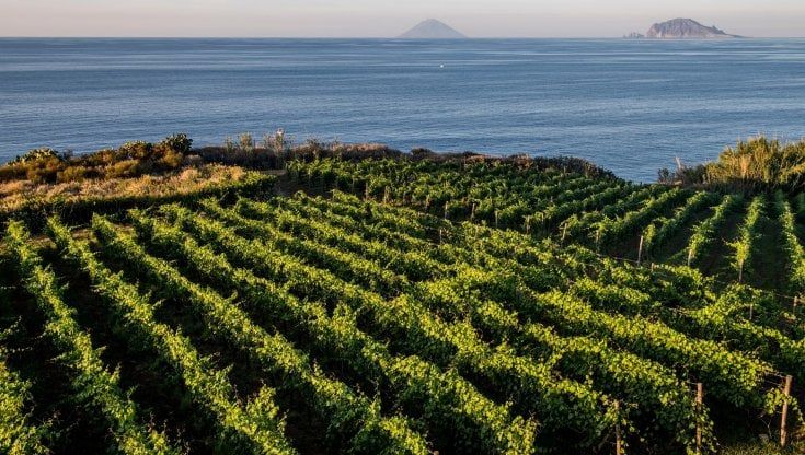 Vino, già pronta la riscossa: più 3,5% il fatturato 2021 grazie a Cina e ripresa dei consumi