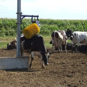 Mucche stressate per l'afa: 20 milioni di litri di latte in meno in Lombardia, galline e suini in affanno