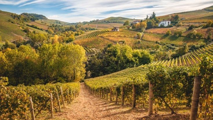 Mercato dei vigneti: quotazioni dei terreni tra i filari d'Italia 