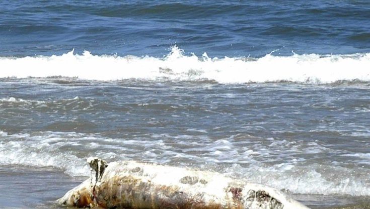 Strage di delfini in Toscana, allarme dell'Arpat